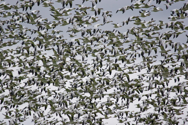 Snow Geese In Flight